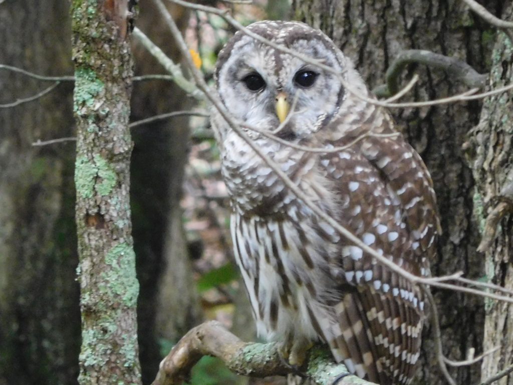 barred owl 1